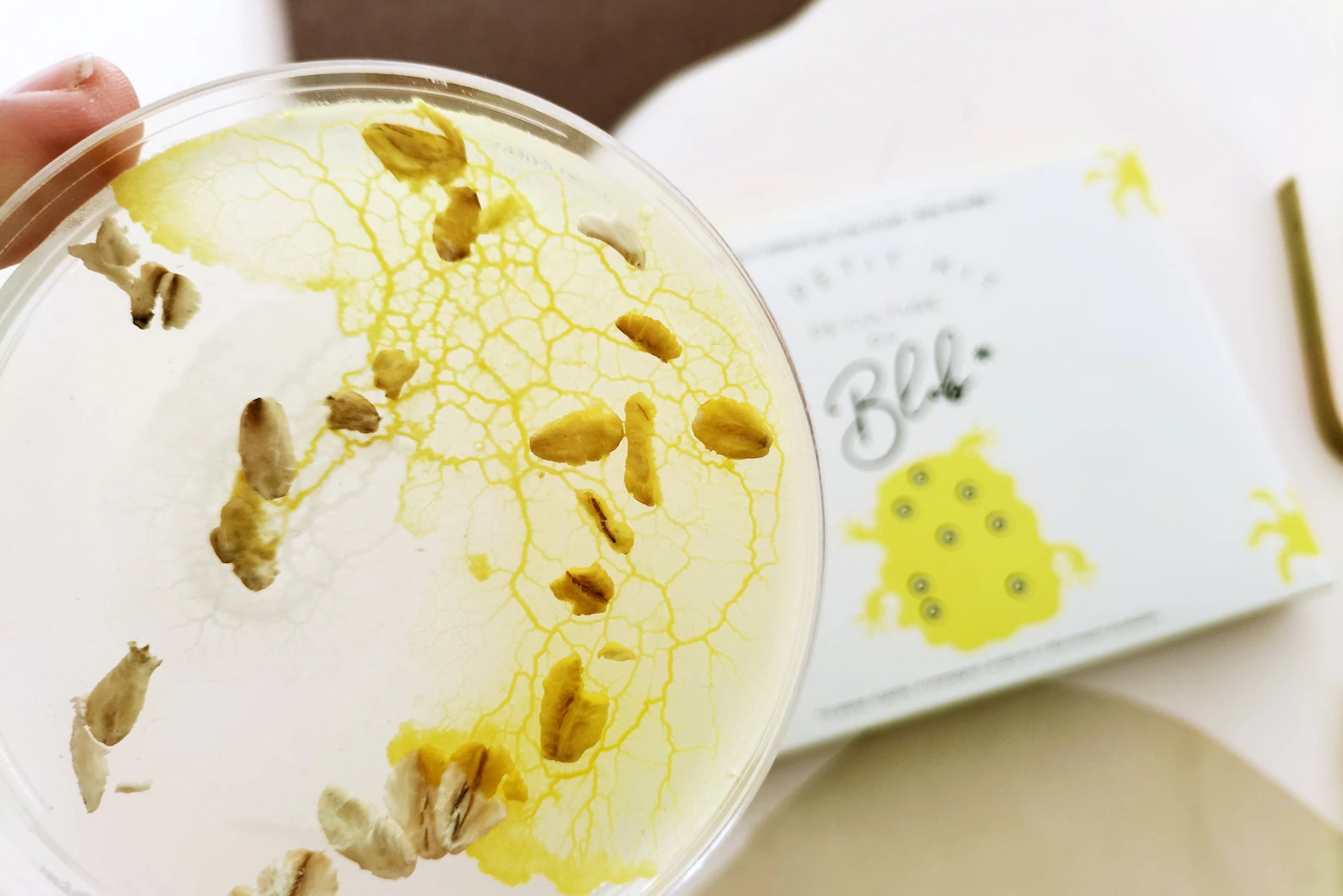 Slime Mould Kit – Sleeping Blob, Petri Dish and Agar - Vista 2