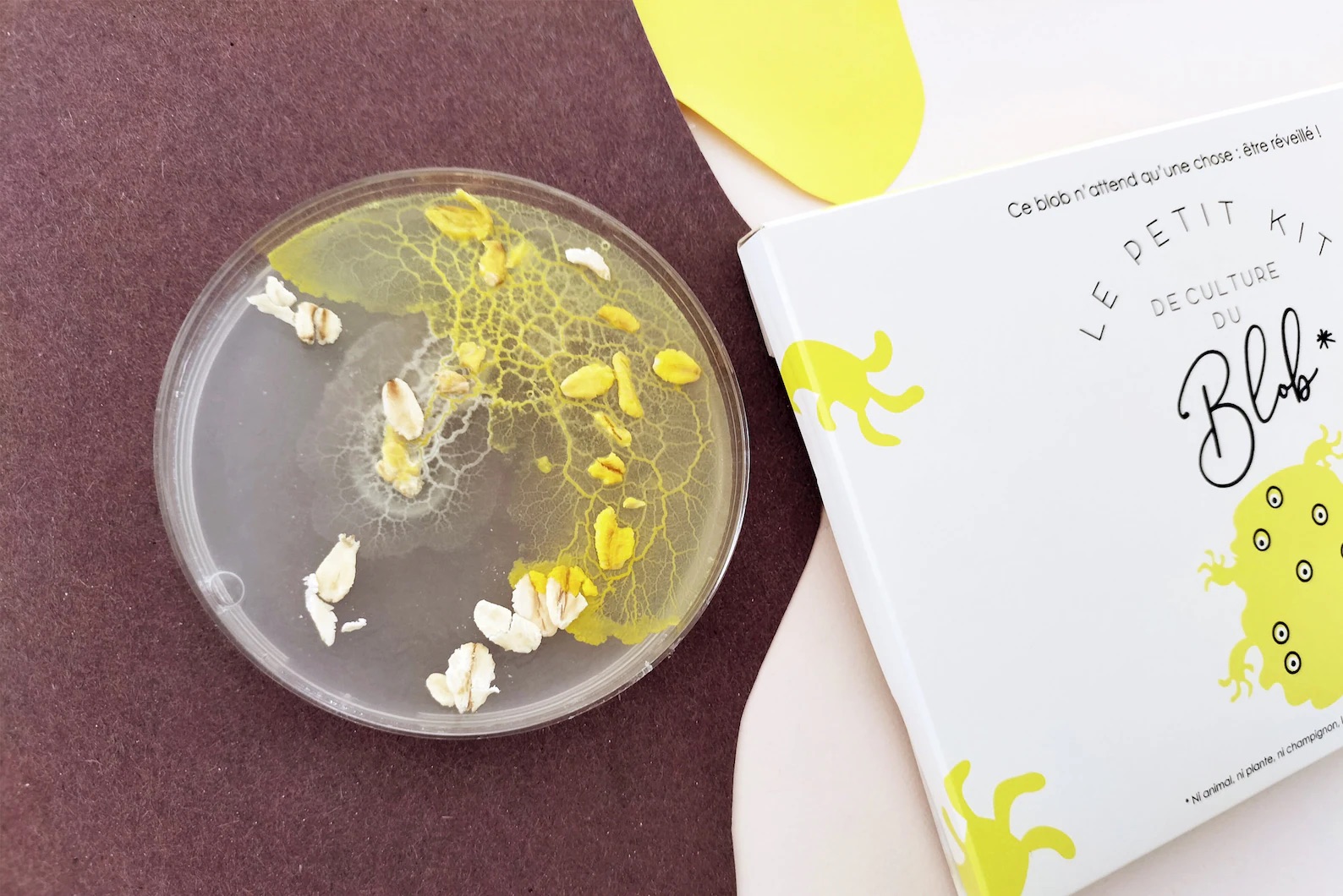Slime Mould Kit – Sleeping Blob, Petri Dish and Agar - Vista 7